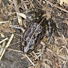 Limnodynastes tasmaniensis at Braidwood, NSW - 28 Sep 2024