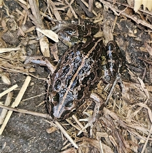 Limnodynastes tasmaniensis at Braidwood, NSW - 28 Sep 2024