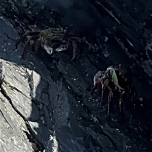 Leptograpsus variegatus at Benandarah, NSW - 30 Sep 2024