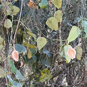 Araujia sericifera at Benandarah, NSW - 30 Sep 2024