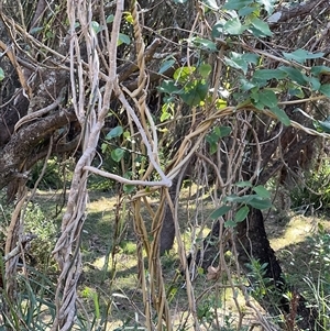 Araujia sericifera at Benandarah, NSW - 30 Sep 2024