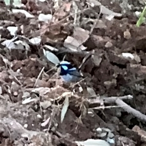 Malurus cyaneus at Surf Beach, NSW - 30 Sep 2024 04:16 PM