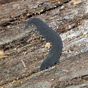 Euperipatoides rowelli at Braidwood, NSW - 28 Sep 2024 01:08 PM