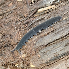 Euperipatoides rowelli at Braidwood, NSW - 28 Sep 2024 01:08 PM