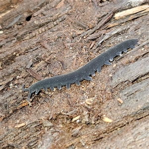 Euperipatoides rowelli at Braidwood, NSW - 28 Sep 2024 01:08 PM