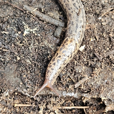 Limax maximus (Leopard Slug, Great Grey Slug) at Braidwood, NSW - 28 Sep 2024 by MatthewFrawley