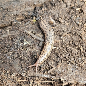 Limax maximus at Braidwood, NSW - 28 Sep 2024