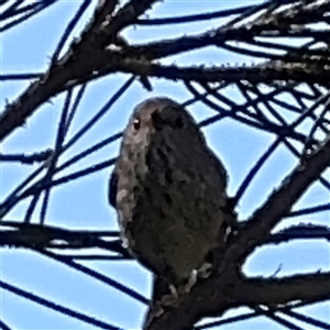 Acanthiza pusilla at Benandarah, NSW - 30 Sep 2024