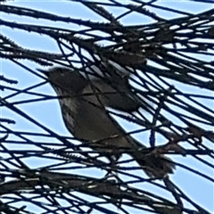 Acanthiza pusilla at Benandarah, NSW - 30 Sep 2024