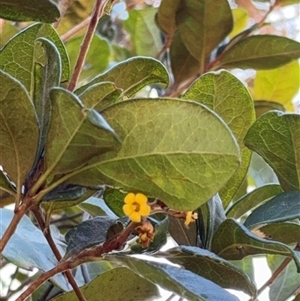 Pittosporum revolutum at Benandarah, NSW - 30 Sep 2024 02:49 PM