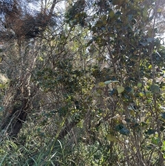 Pittosporum revolutum at Benandarah, NSW - 30 Sep 2024