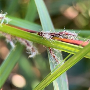 Gahnia sp. at Benandarah, NSW - 30 Sep 2024