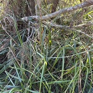 Gahnia sp. at Benandarah, NSW - 30 Sep 2024