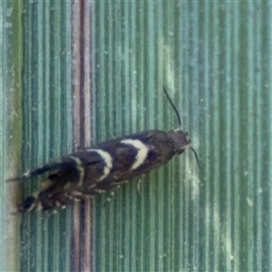 Glyphipterix leucocerastes at Benandarah, NSW - 30 Sep 2024