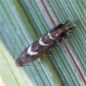 Glyphipterix leucocerastes at Benandarah, NSW - 30 Sep 2024