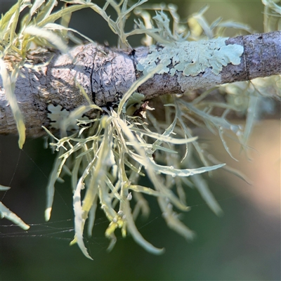 Ramalina celastri at Benandarah, NSW - 30 Sep 2024 by Hejor1