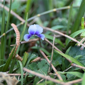 Viola sp. at Benandarah, NSW - 30 Sep 2024