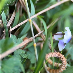 Viola sp. at Benandarah, NSW - 30 Sep 2024