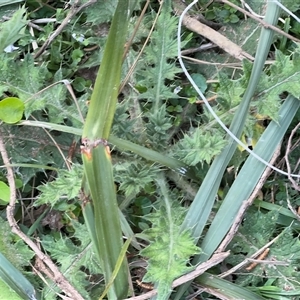 Cirsium vulgare at Benandarah, NSW - 30 Sep 2024 02:46 PM