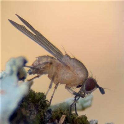 Drosophila sp. (genus) (Fruit Fly) at Benandarah, NSW - 30 Sep 2024 by Hejor1