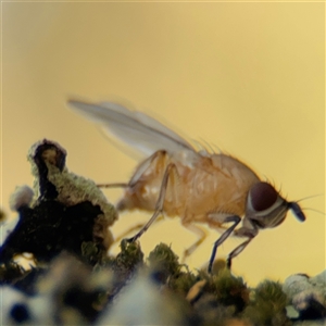 Drosophila sp. (genus) at Benandarah, NSW - 30 Sep 2024