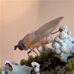 Drosophila sp. (genus) at Benandarah, NSW - 30 Sep 2024