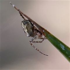 Araneus eburnus at Benandarah, NSW - 30 Sep 2024 by Hejor1