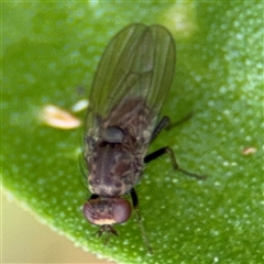 Notiphila (Notiphila) fuscimana (A shore fly) at Denhams Beach, NSW - 30 Sep 2024 by Hejor1