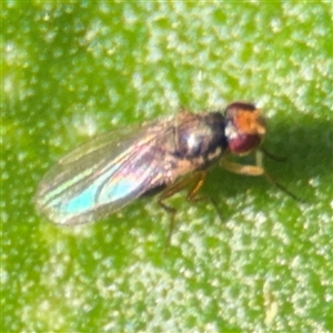 Diptera (order) at Denhams Beach, NSW - 30 Sep 2024 02:34 PM