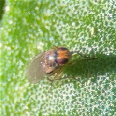 Diptera (order) at Denhams Beach, NSW - 30 Sep 2024 02:34 PM