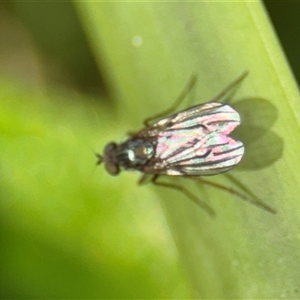 Dolichopodidae (family) at Denhams Beach, NSW - 30 Sep 2024