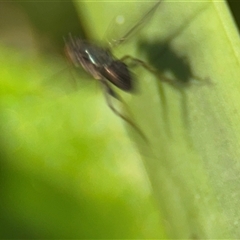 Dolichopodidae (family) at Denhams Beach, NSW - 30 Sep 2024 02:33 PM