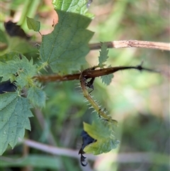 Urtica incisa (Stinging Nettle) at Denhams Beach, NSW - 30 Sep 2024 by Hejor1