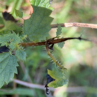 Urtica incisa (Stinging Nettle) at Denhams Beach, NSW - 30 Sep 2024 by Hejor1