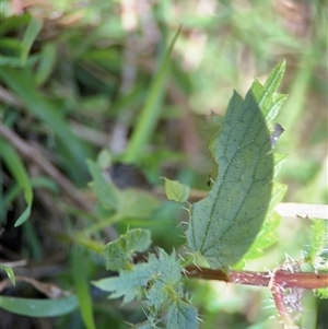 Urtica incisa at Denhams Beach, NSW - 30 Sep 2024 02:29 PM