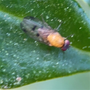 Lauxaniidae (family) at Denhams Beach, NSW - 30 Sep 2024 02:26 PM