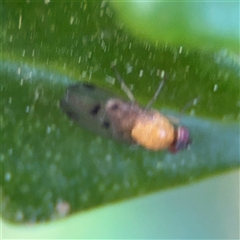 Lauxaniidae (family) at Denhams Beach, NSW - 30 Sep 2024 02:26 PM