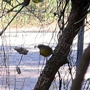 Eopsaltria australis at Benandarah, NSW - 30 Sep 2024