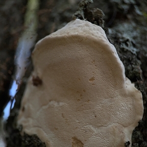 Polypore sp. at Benandarah, NSW - 30 Sep 2024 02:18 PM