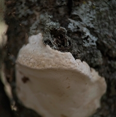 Polypore sp. at Benandarah, NSW - 30 Sep 2024 02:18 PM