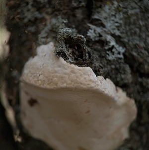 Polypore sp. at Benandarah, NSW - 30 Sep 2024