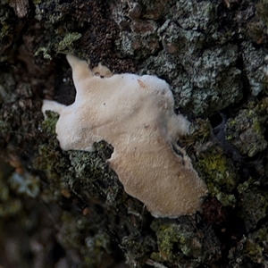 Polypore sp. at Benandarah, NSW - 30 Sep 2024 02:18 PM