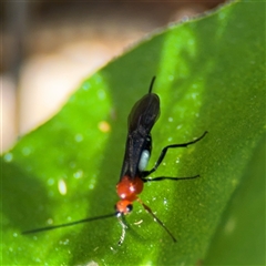 Callibracon sp. (genus) (A White Flank Black Braconid Wasp) at Lilli Pilli, NSW - 30 Sep 2024 by Hejor1