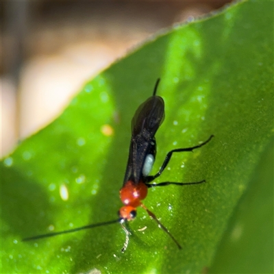 Callibracon sp. (genus) (A White Flank Black Braconid Wasp) at Lilli Pilli, NSW - 30 Sep 2024 by Hejor1