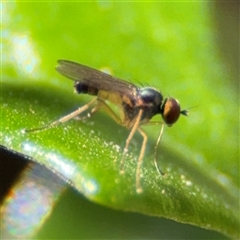 Dolichopodidae (family) (Unidentified Long-legged fly) at Lilli Pilli, NSW - 30 Sep 2024 by Hejor1