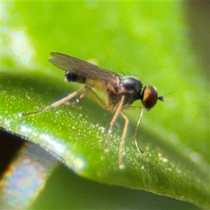 Dolichopodidae (family) at Lilli Pilli, NSW - 30 Sep 2024 02:10 PM