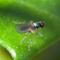 Dolichopodidae (family) at Lilli Pilli, NSW - 30 Sep 2024