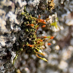 Macromitrium brevicaule at Lilli Pilli, NSW - 30 Sep 2024 by Hejor1