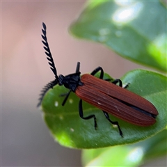 Porrostoma rhipidium (Long-nosed Lycid (Net-winged) beetle) at Lilli Pilli, NSW - 30 Sep 2024 by Hejor1