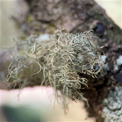 Usnea sp. (genus) at Lilli Pilli, NSW - 30 Sep 2024 by Hejor1